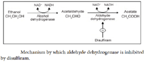 Alcohol metabolism 